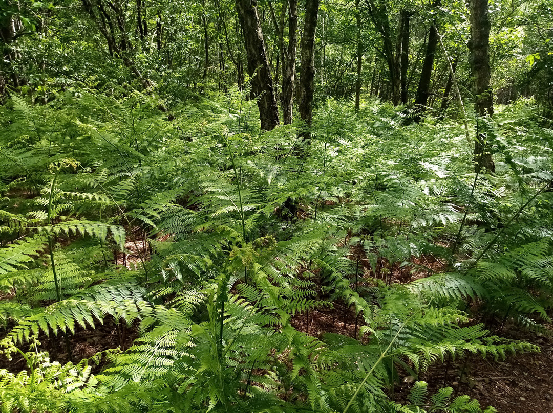 La Forêt Domaniale de Montmorency景点图片