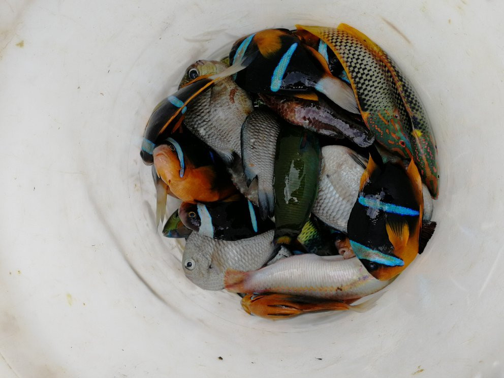 Vumawimbi Beach-奔巴岛必去景点