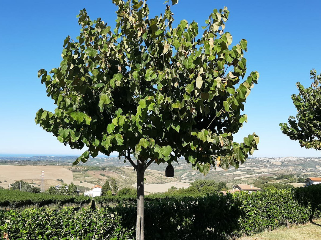 Agriturismo Colle Tripio主图