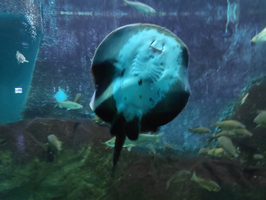 Oceanarium Akvamir-海参崴必去景点