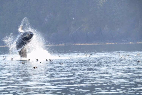Kodiak Scenic Tours-Kodiak必去景点