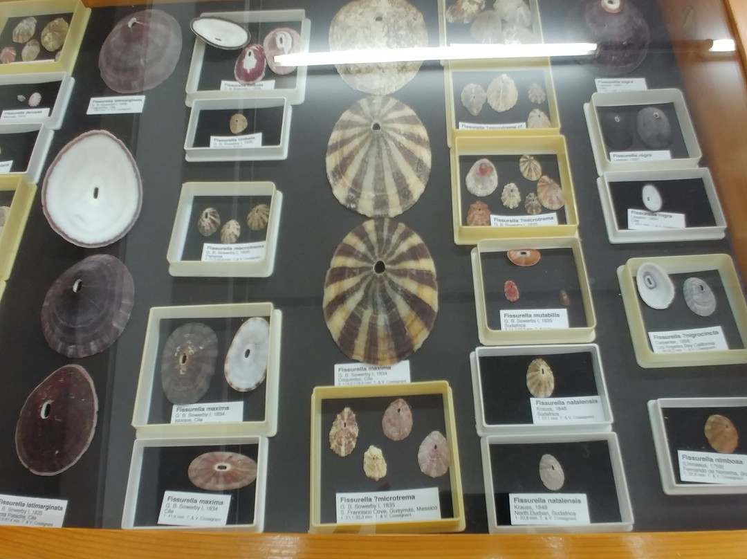 Malacological Museum Piceno景点图片