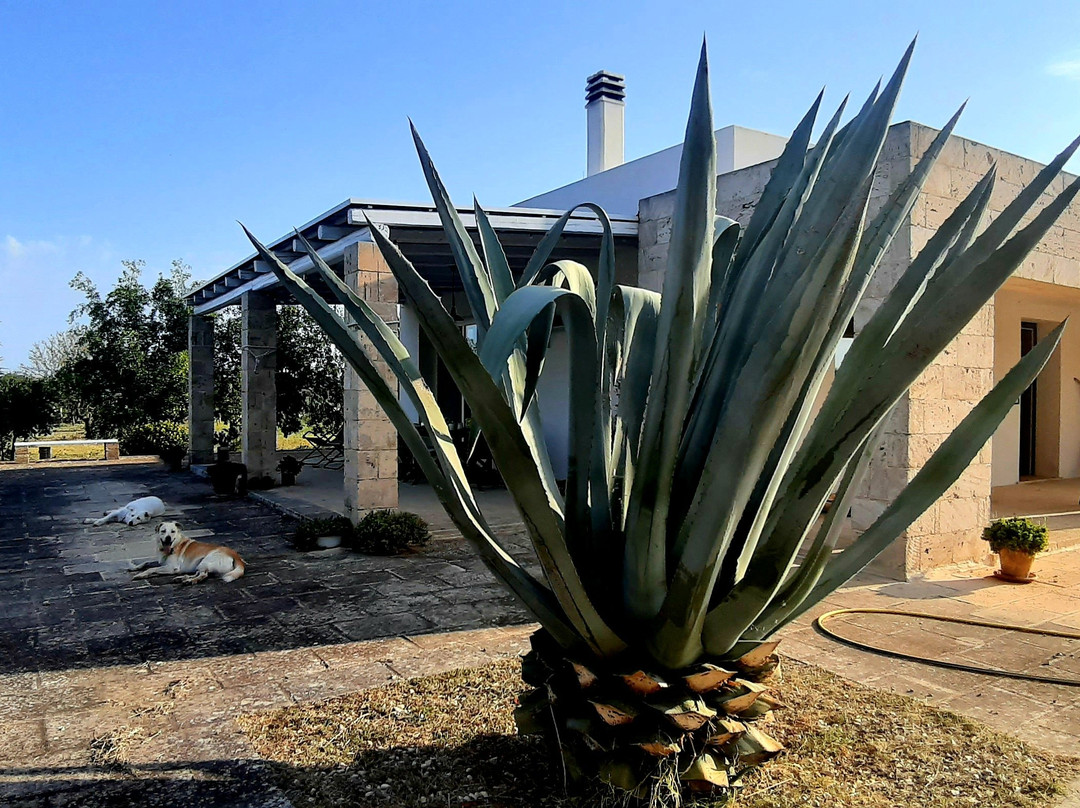 索斯塔阿波南特B&B酒店主图