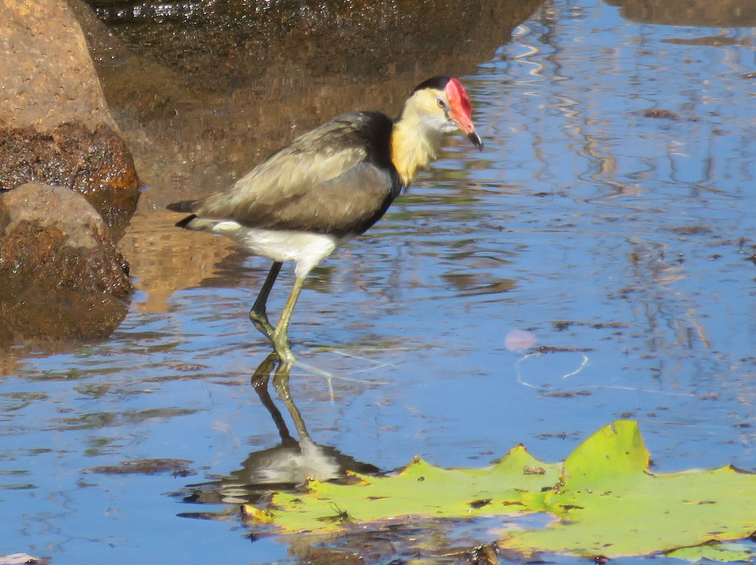 TYTO Wetlands景点图片