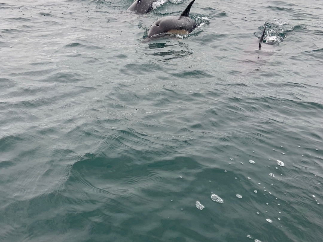 St Ives Boat Rides-圣艾维斯必去景点