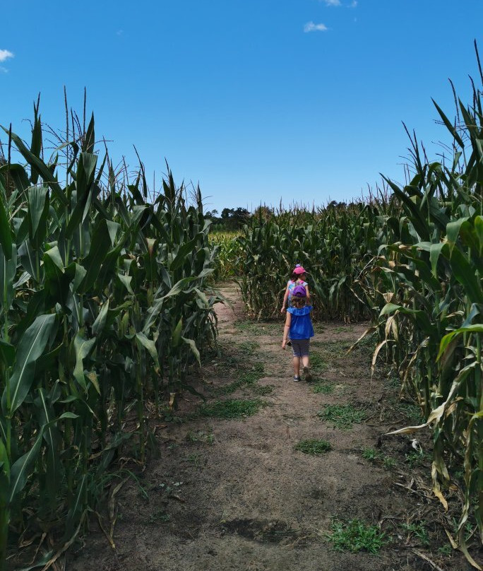 Popcorn Labyrinthe-Saubion必去景点