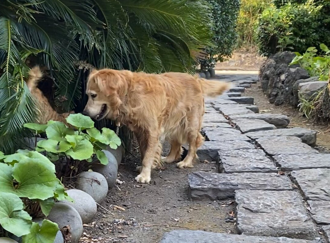 Yamanobe Ryokan主图