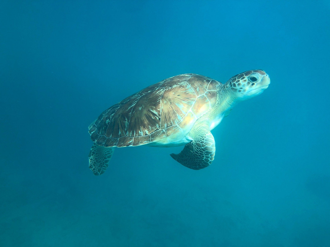 Team Baywatch Watersports-Holetown必去景点