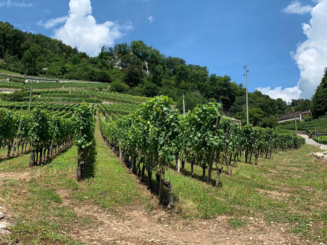 Weinbau Domaine Murset-Twann必去景点