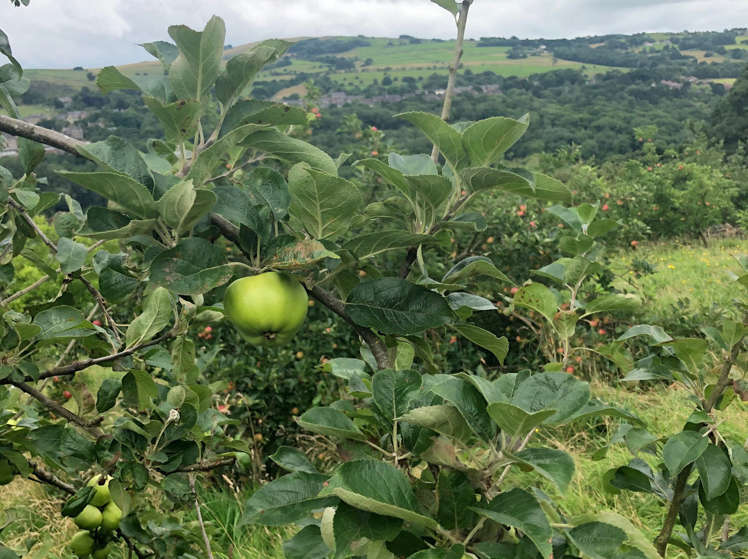 New Mills Community Orchard景点图片