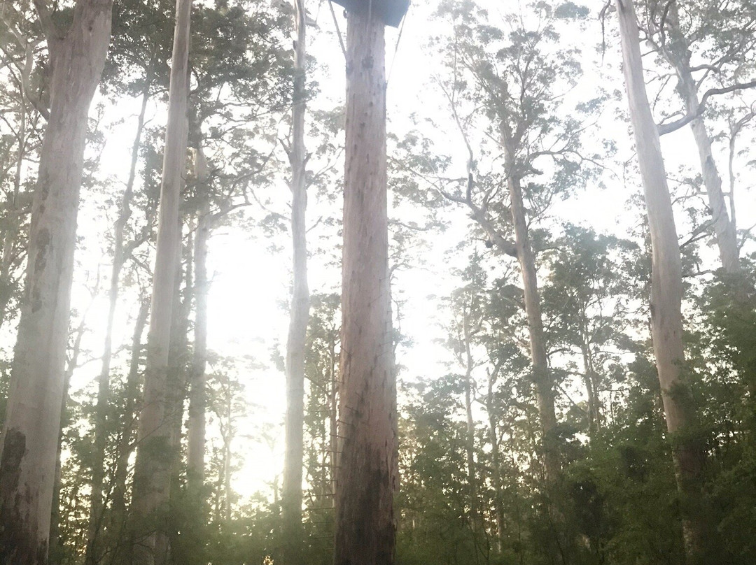 Dave Evans Bicentennial Tree-彭伯顿必去景点