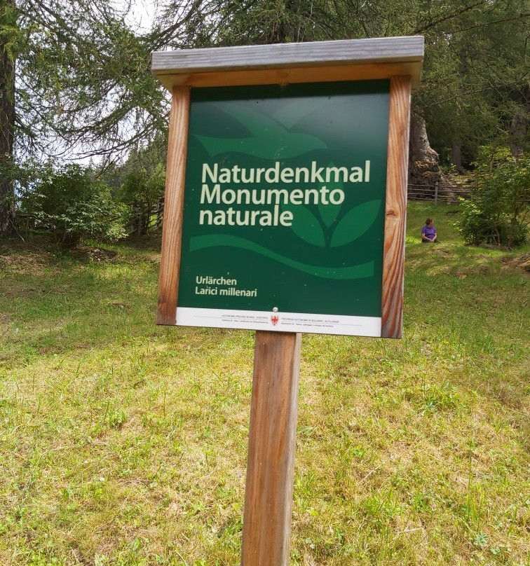 Ancient Larches of Val d'Ultimo Valley-Ultimo必去景点