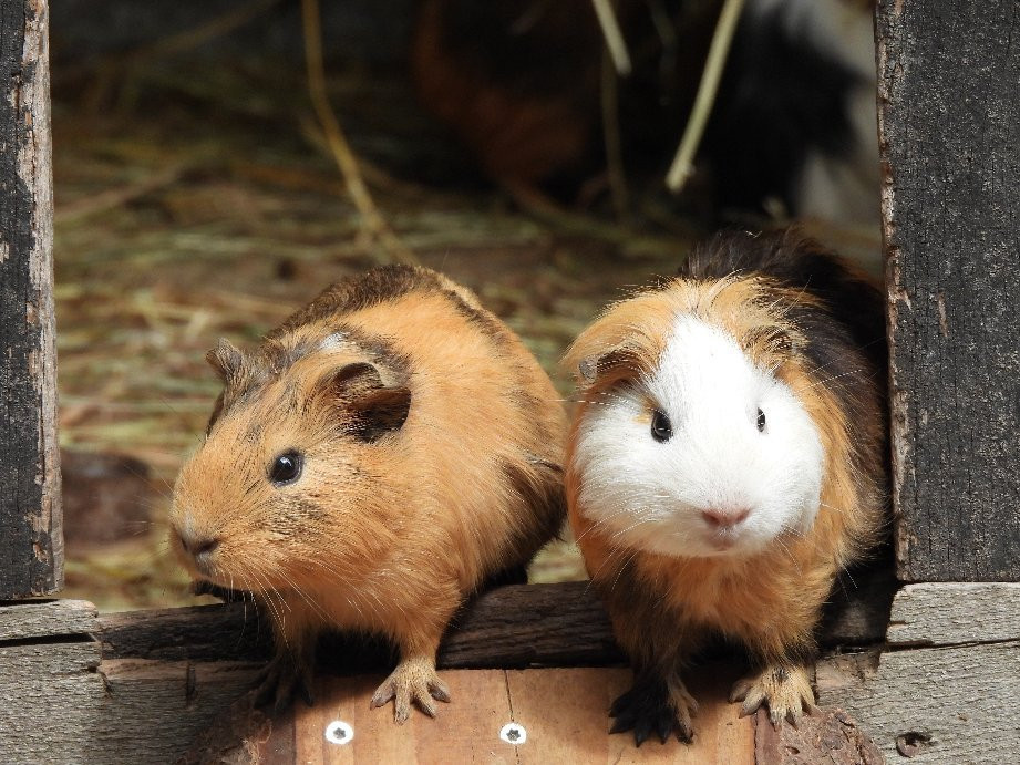 Wildfreigehege Wildenburg景点图片