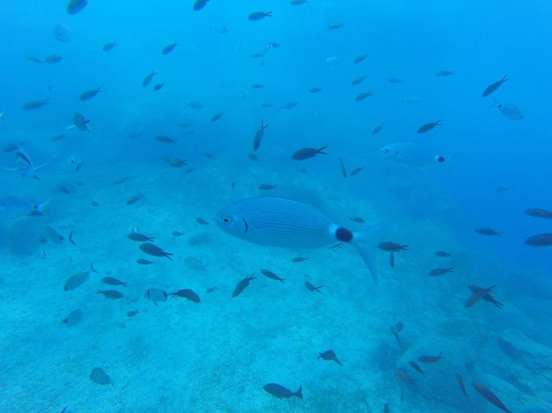 Aegean Divers Dive Center - Day Excursions-维查德必去景点