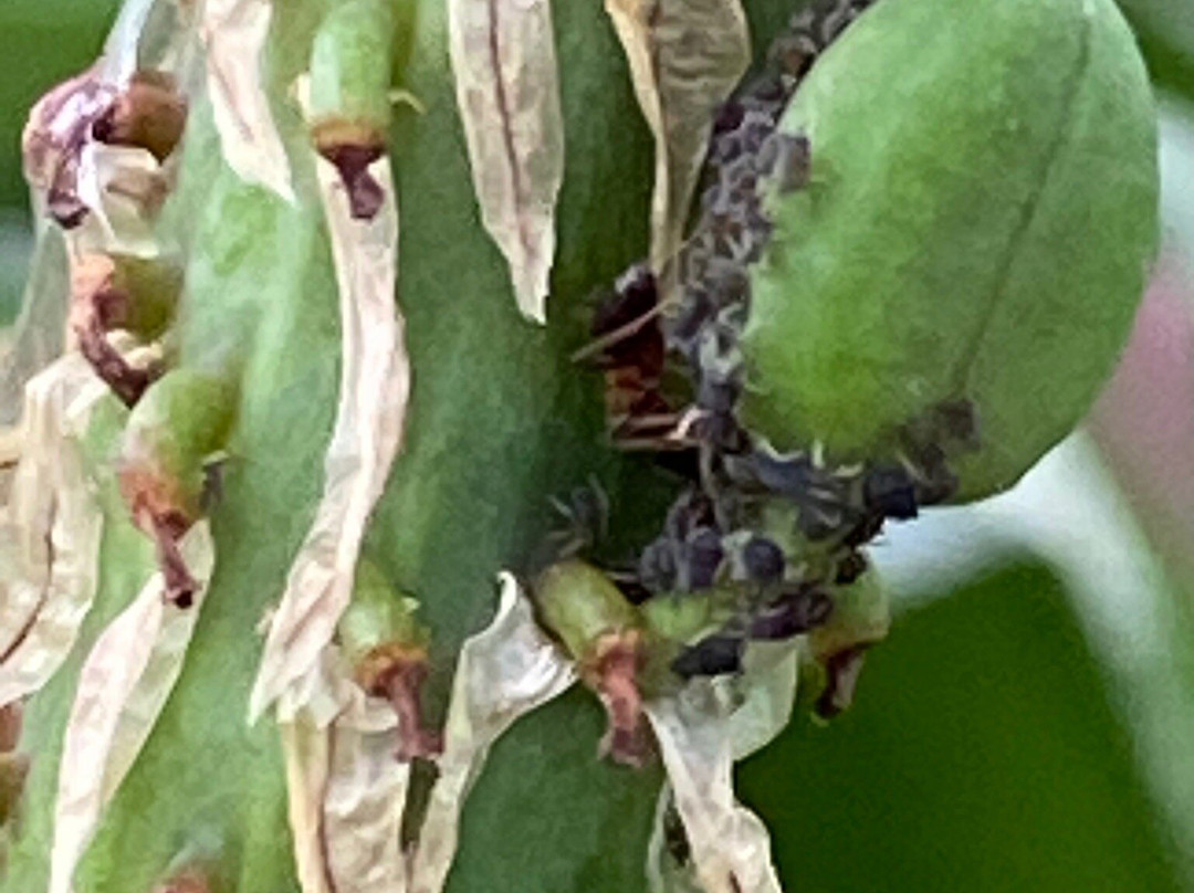 Divin Mélange主图