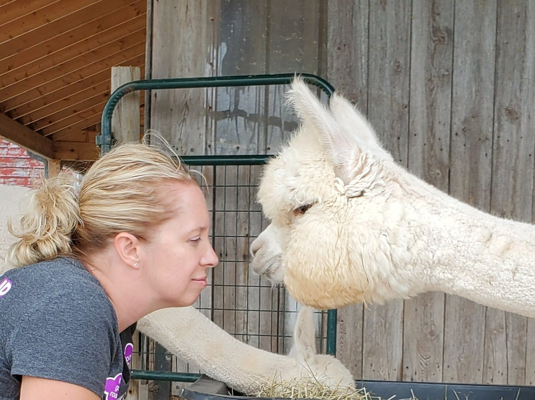 Sabamba Alpaca Ranch and Bed & Breakfast主图
