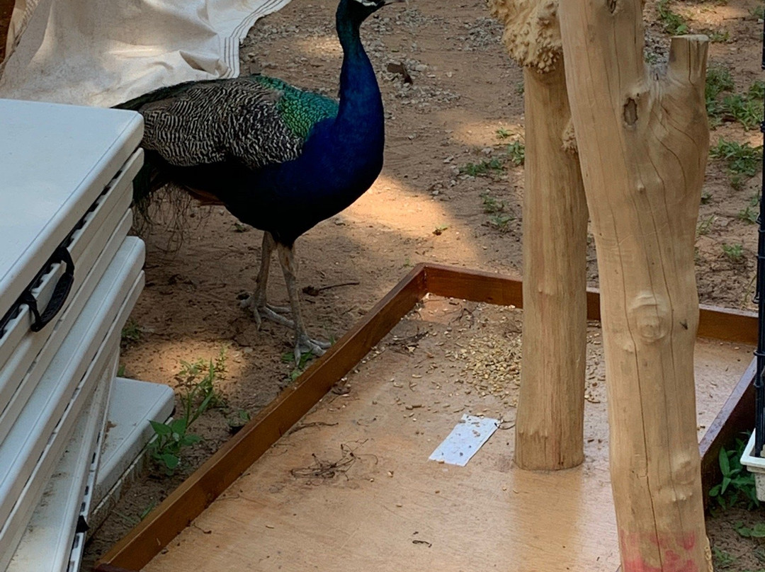 DeYoung Family Zoo-Wallace必去景点