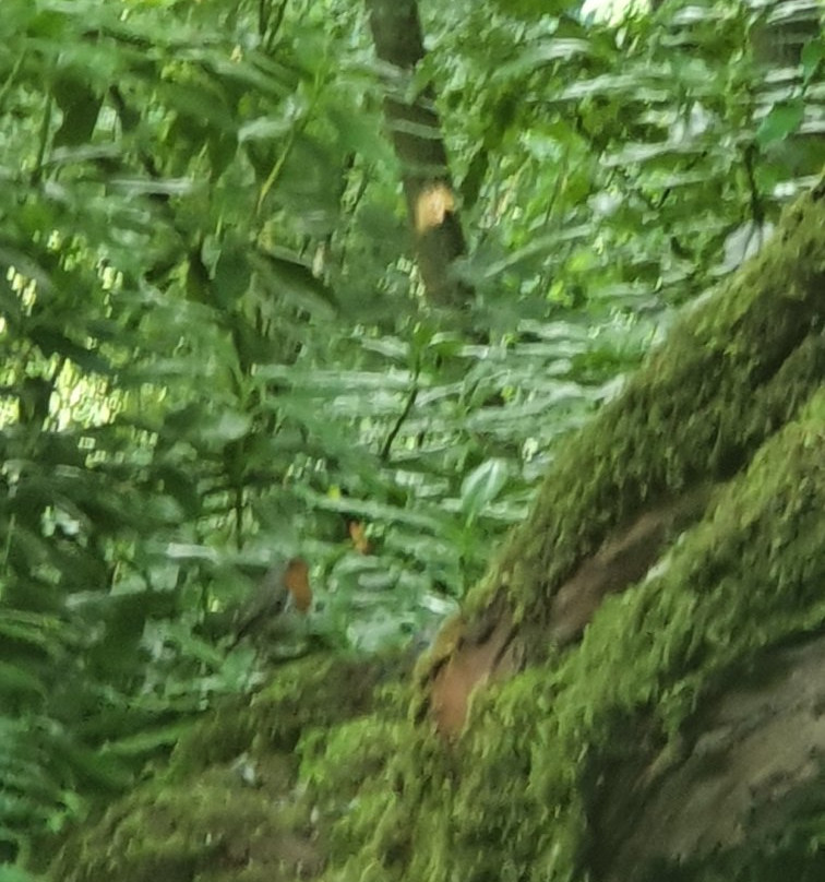 Brabyns Park景点图片