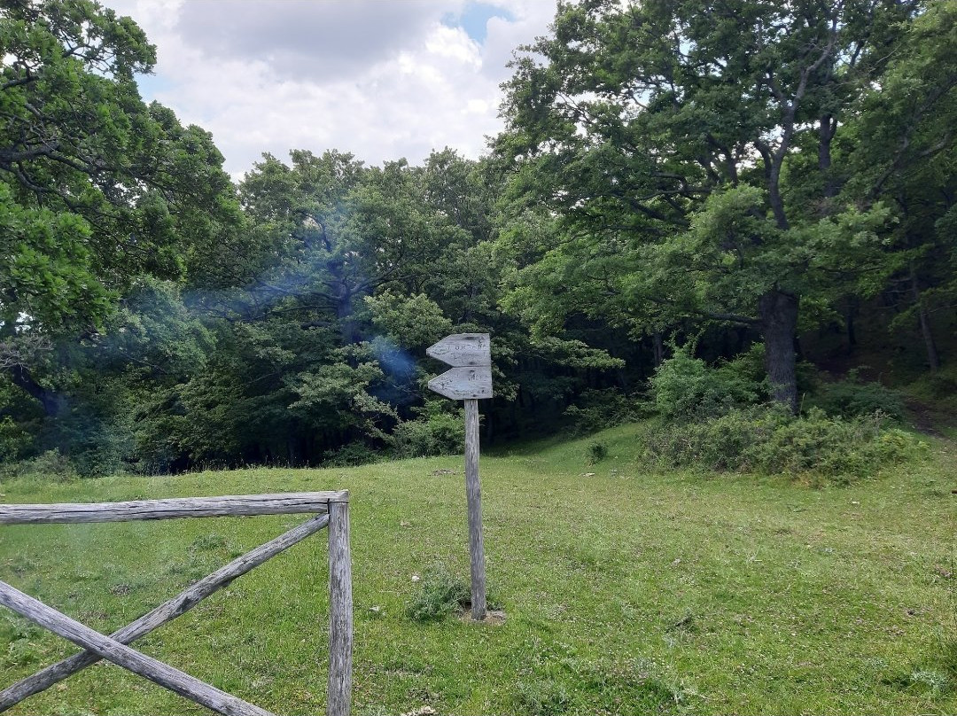 Bosco Paduli-Accadia必去景点