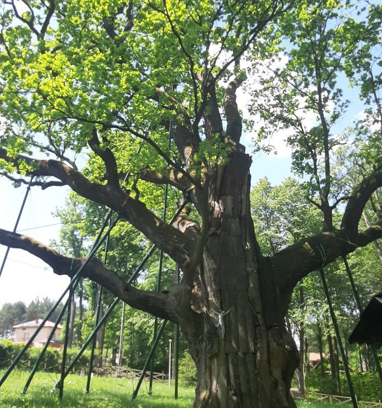 Bartek Oak Tree-Zagnansk必去景点