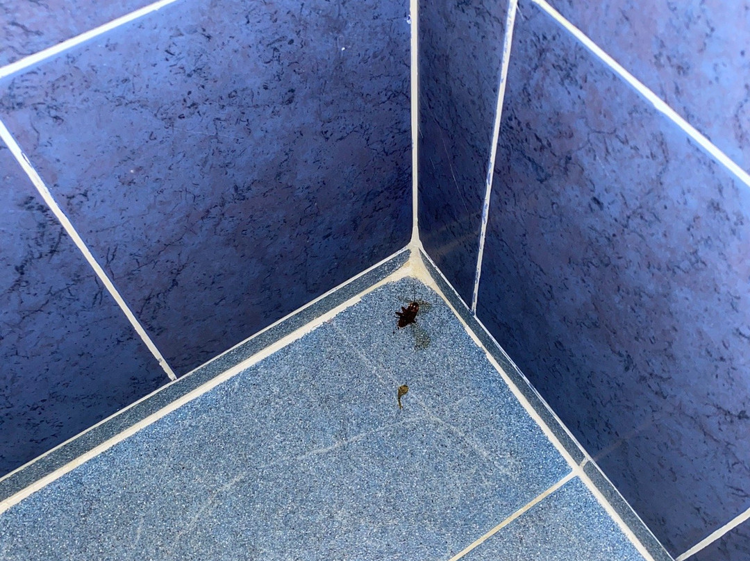 Capital O 114 Mandarin Carton主图