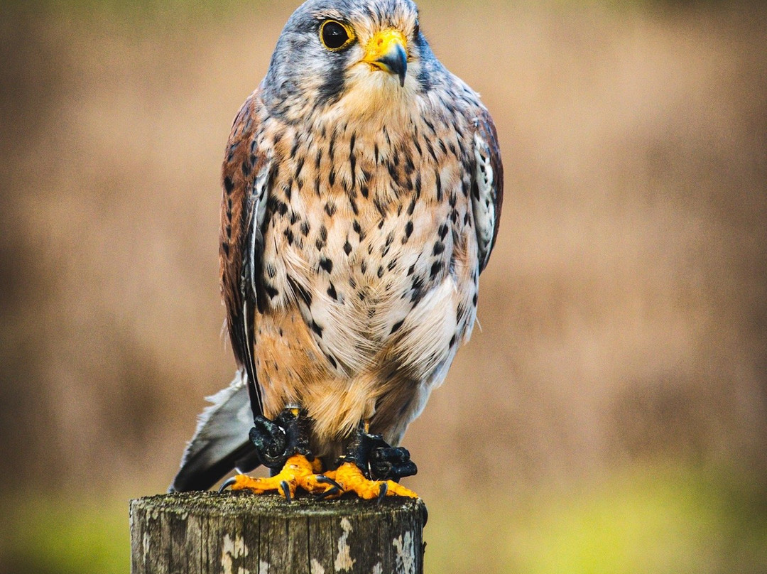 Birds of Prey Centre-Wilstead必去景点