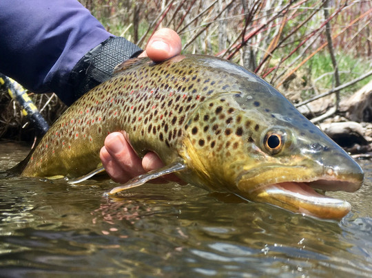 Trout Bum 2-帕克城必去景点