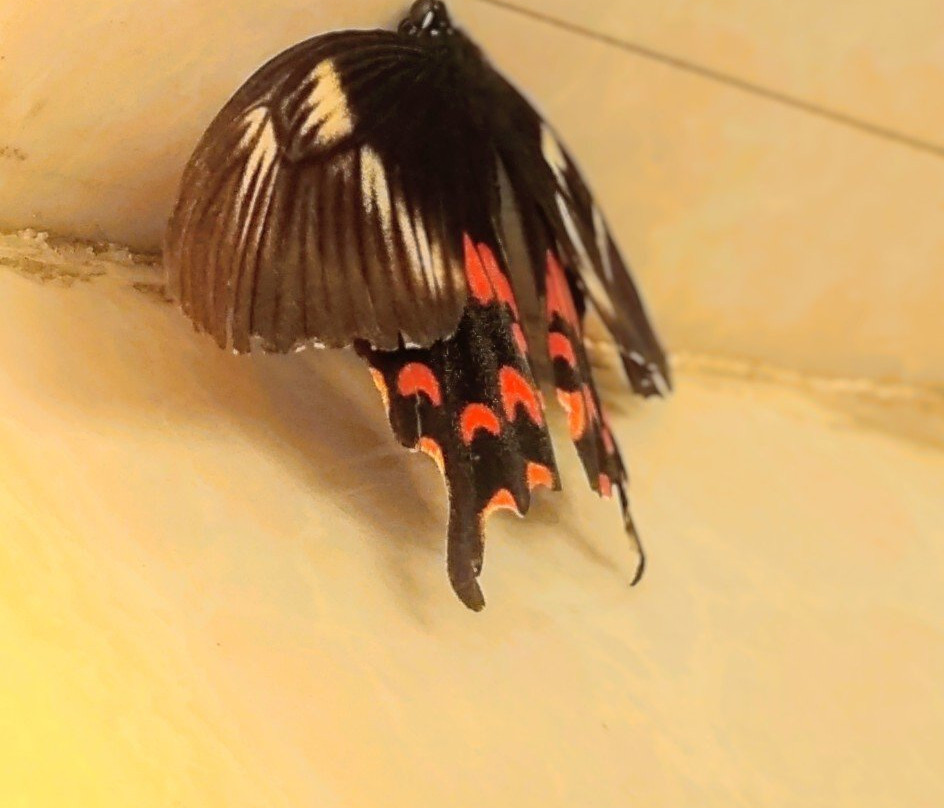 Insect Museum, TNAU景点图片