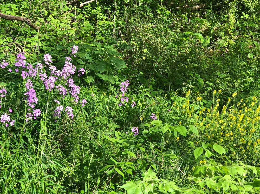 Jackson River Scenic Trail-Covington必去景点