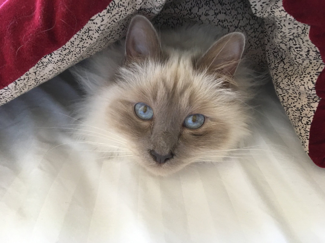 Les colonnes de Chanteloup主图