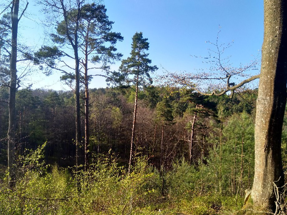 Trojmiejski Landscape Park景点图片