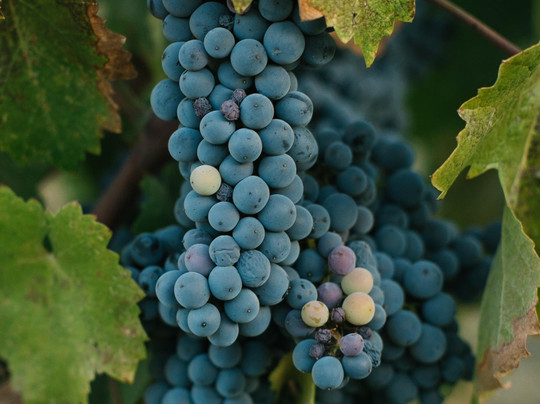 VisitBulgariaOn Bespoke Experiences-瓦尔纳必去景点