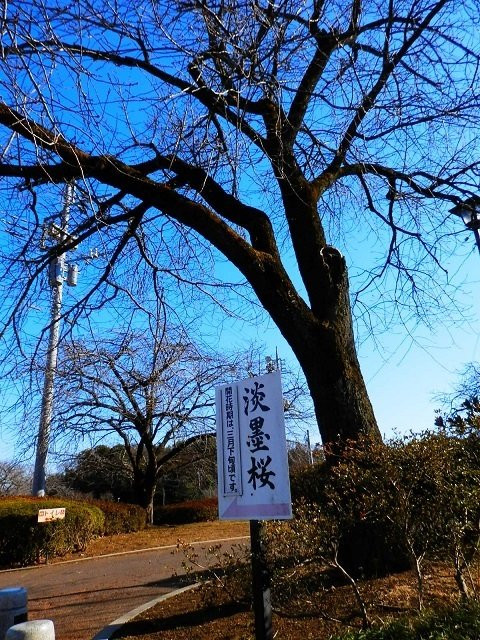 Tenpyo no oka Park-下野市必去景点