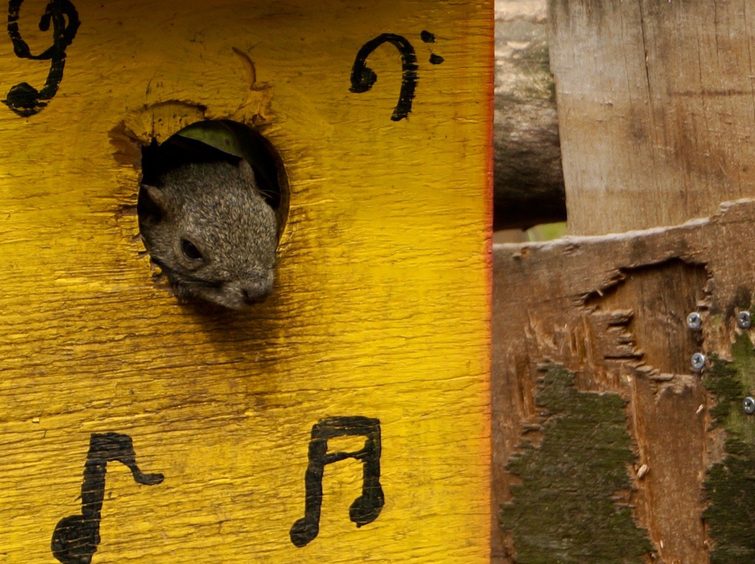 Machida Squirrel Garden-町田市必去景点