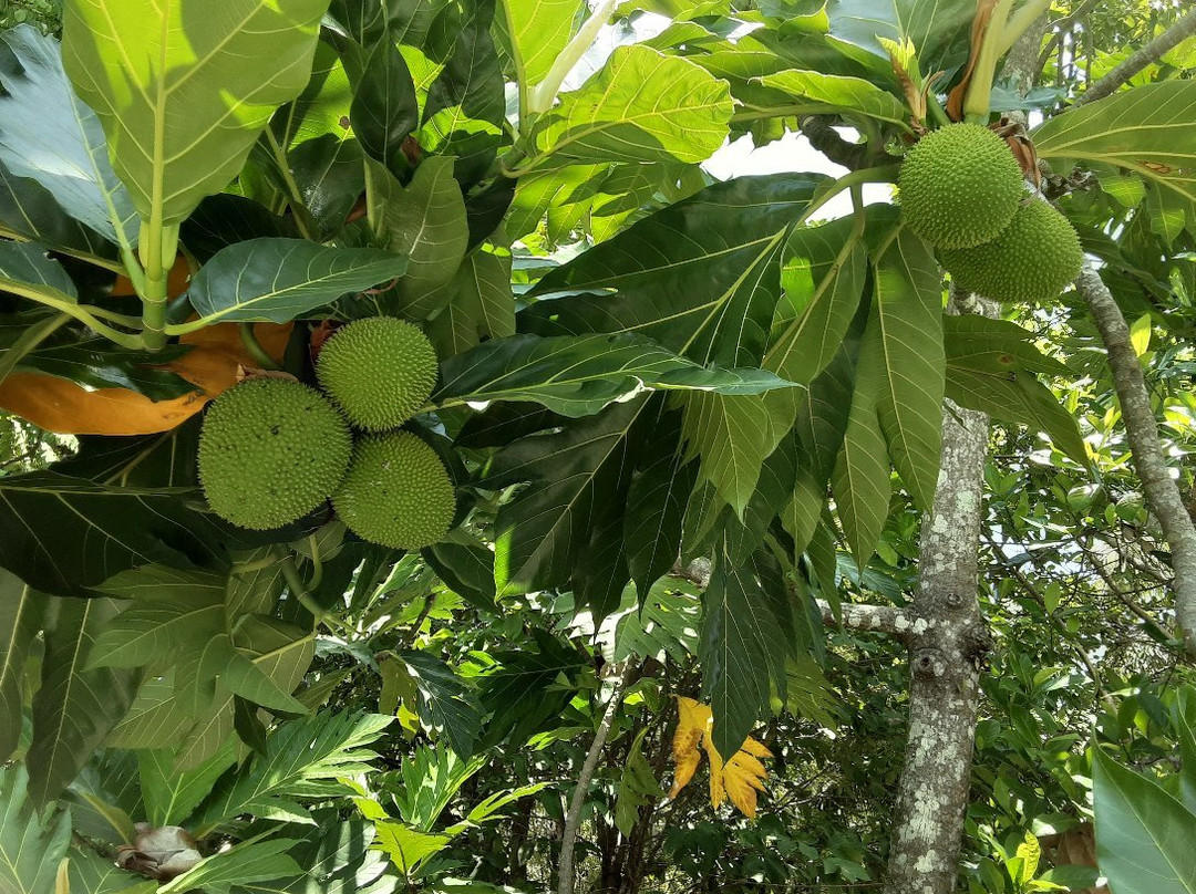 Banda Neira Old Town-Banda Neira必去景点