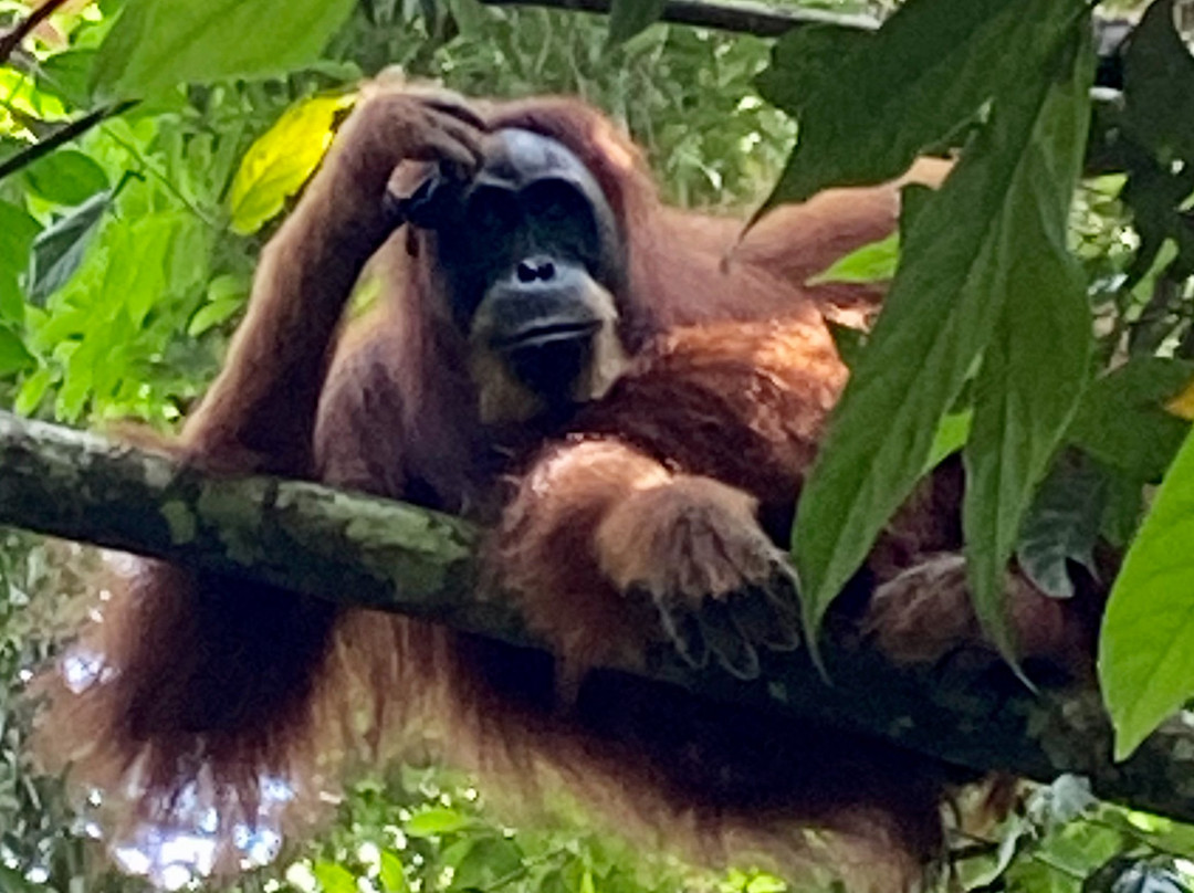 Tambrin trek-武吉拉旺必去景点