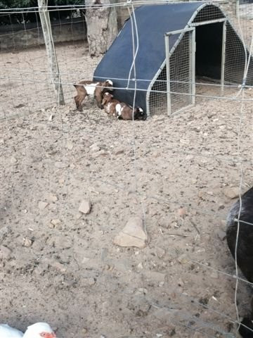 Imhoff Farm-Kommetjie必去景点