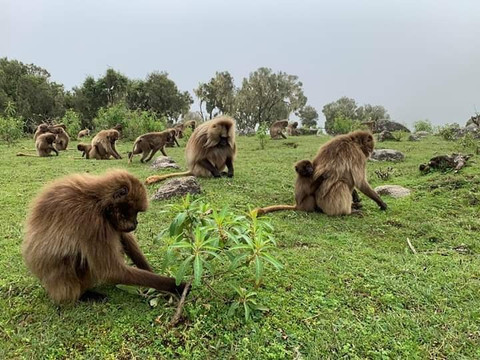 Abreham Tour and Travel-巴哈尔达尔必去景点