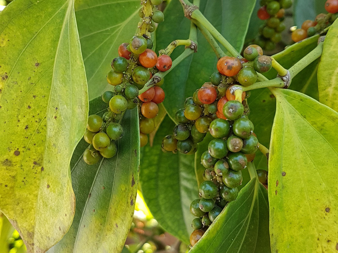 DakViet Travel - Day Tours-托伯莫里必去景点