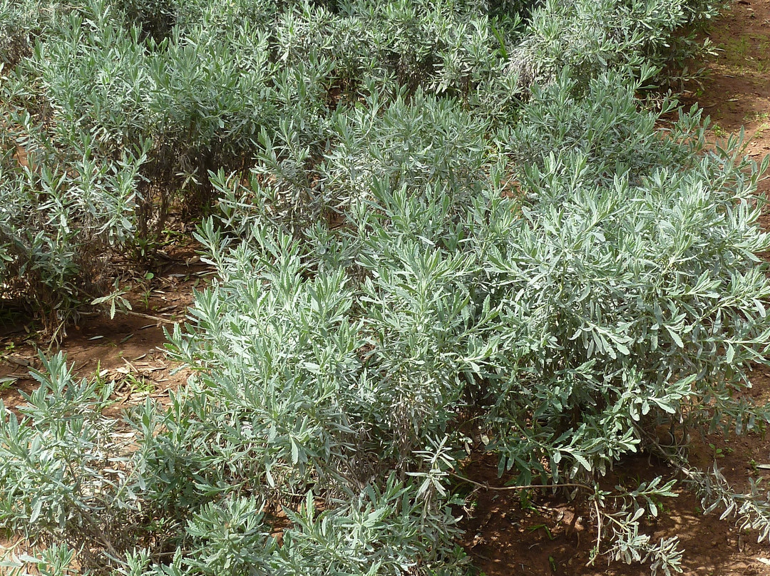 Jardin D'essais-拉巴特必去景点