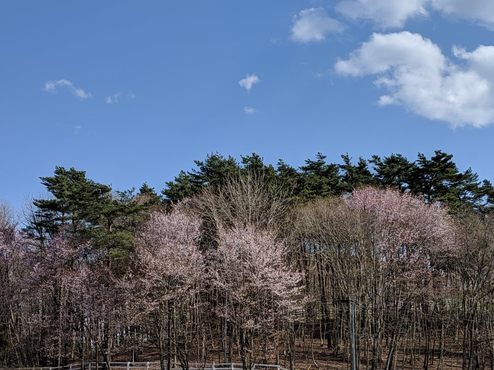 Kuzumaki Highland Farm-葛卷町必去景点