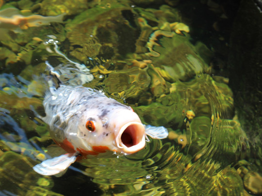 Gourmet Food & Wine Tours