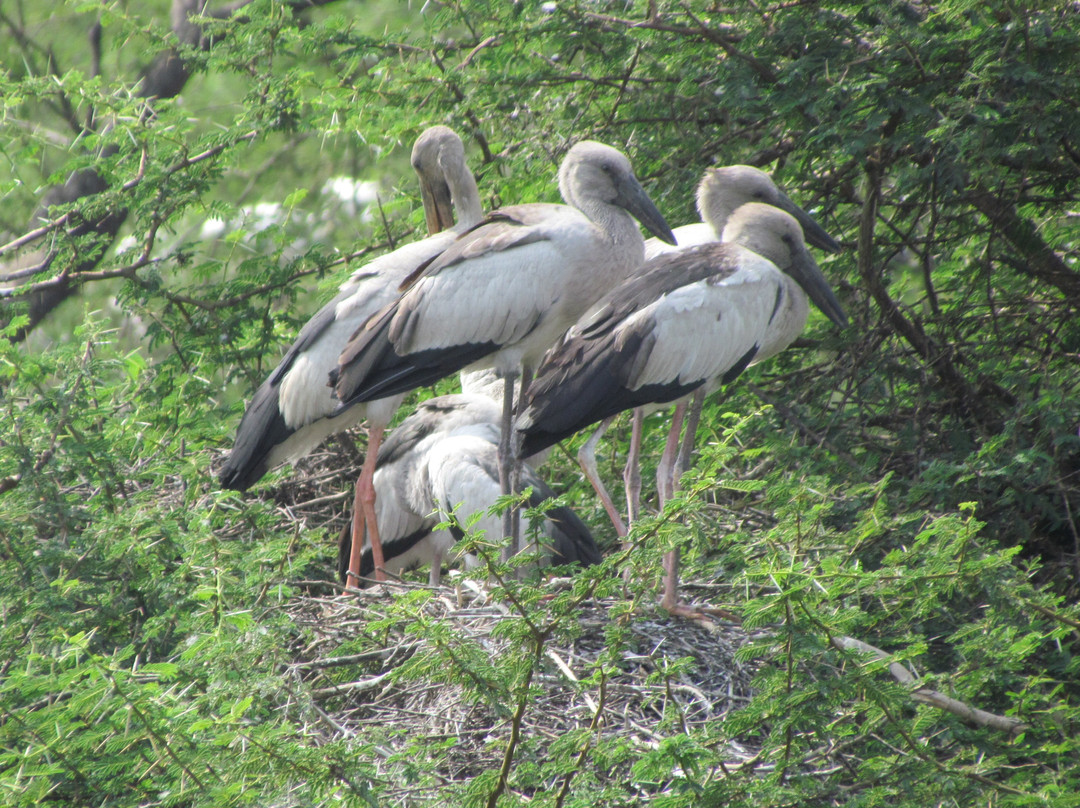 Vettangudi Bird Sanctuary景点图片
