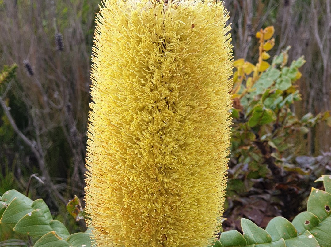 Mount Lindesay National Park-丹麦必去景点