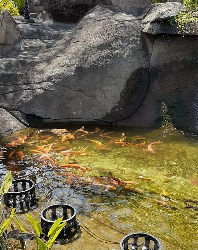Morro Do Presepio景点图片