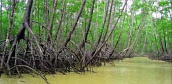 Mangrove Boat Tour景点图片