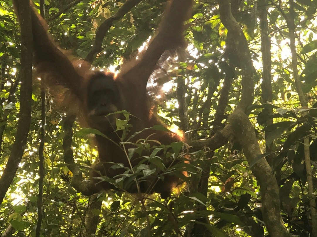 Orangutan-Country Bukit Lawang-武吉拉旺必去景点