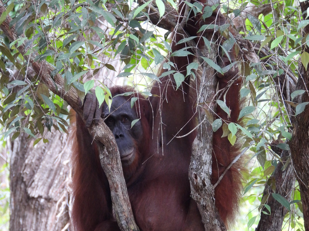 Borneo Eco Tour-Pangkalan Bun必去景点