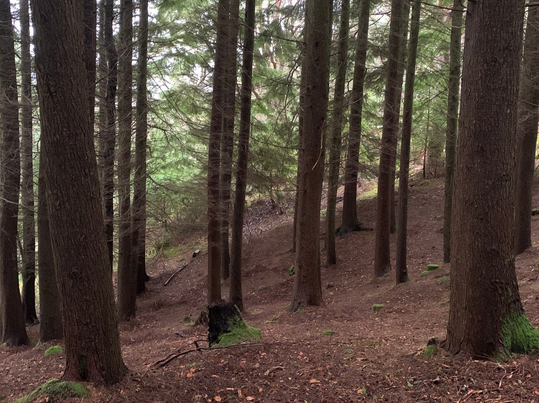 Balmacara Estate and Lochalsh Woodland Walks景点图片