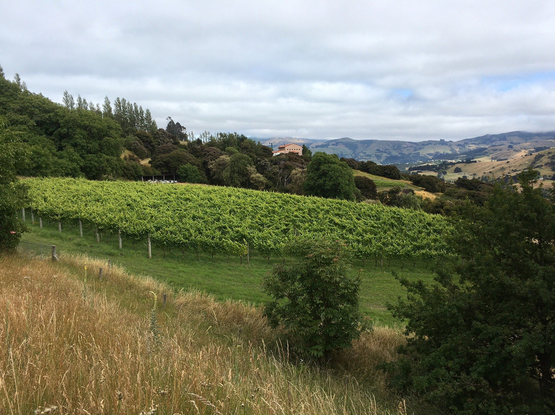 Takamatua Valley Vineyard-阿卡罗阿必去景点